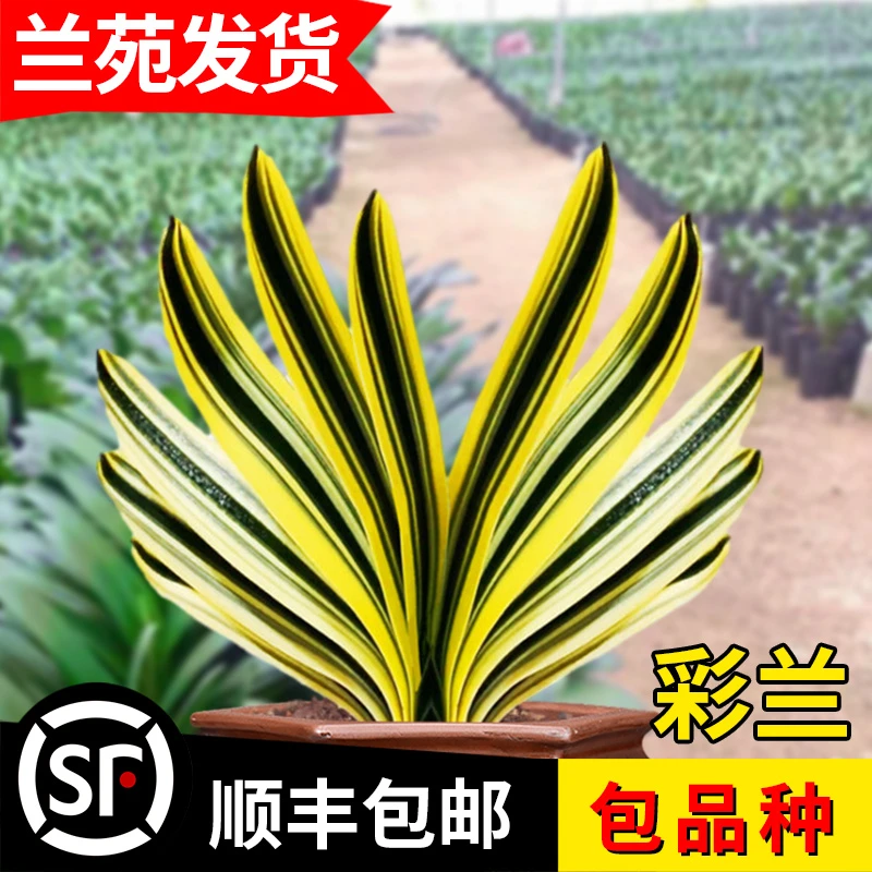 【彩兰 君子兰 一物一拍】联系客服 高档兰花盆栽 室内四季常青花卉