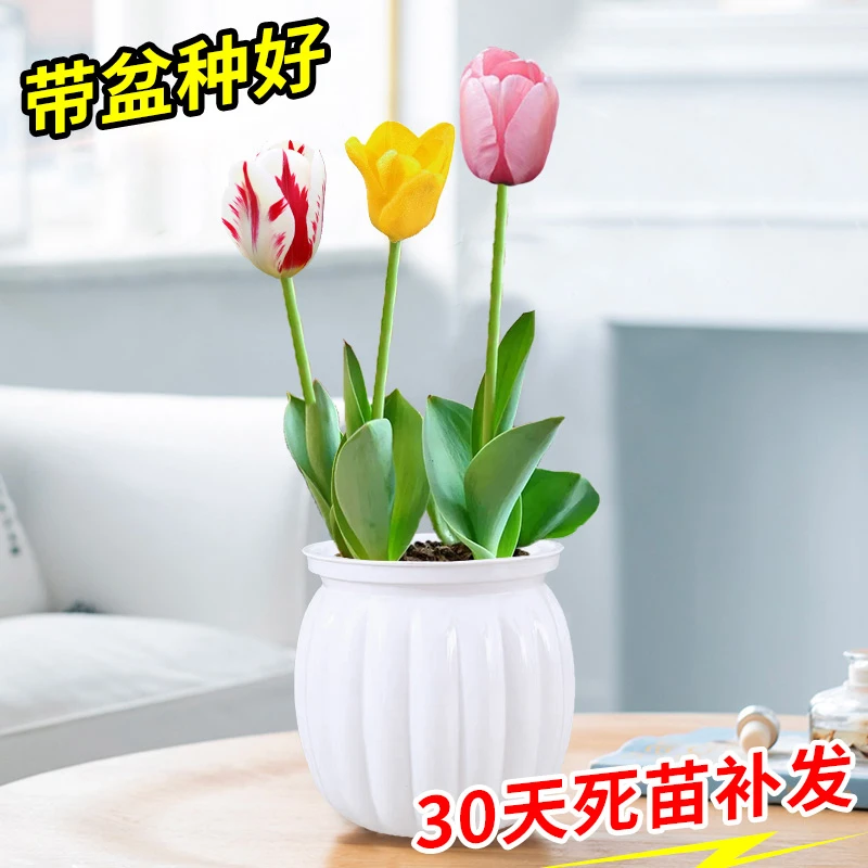 【带盆种好】郁金香种球盆栽花卉阳台庭院花园室内室外盆栽地栽花卉