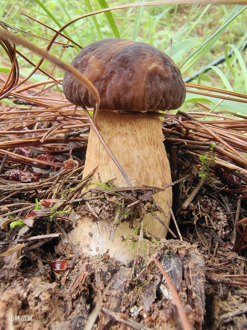 鲜货 野生菌美味牛肝菌大脚菇当天采当天发 顺丰包邮