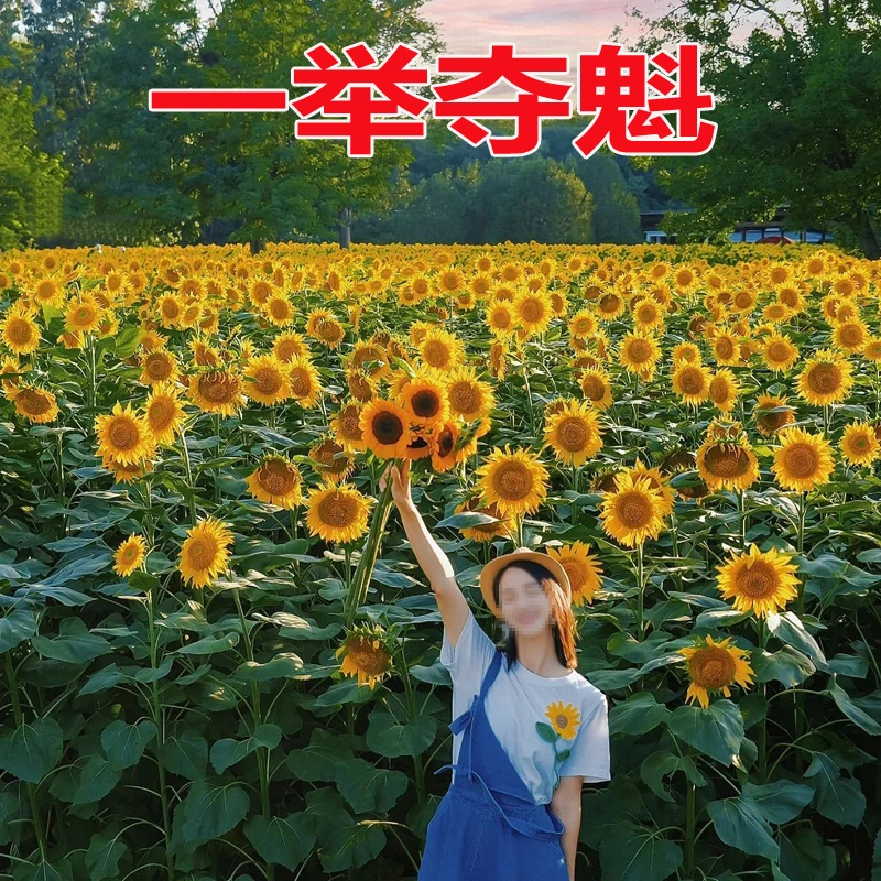 向日葵种子为莘莘学子而加油只为一举夺魁种植