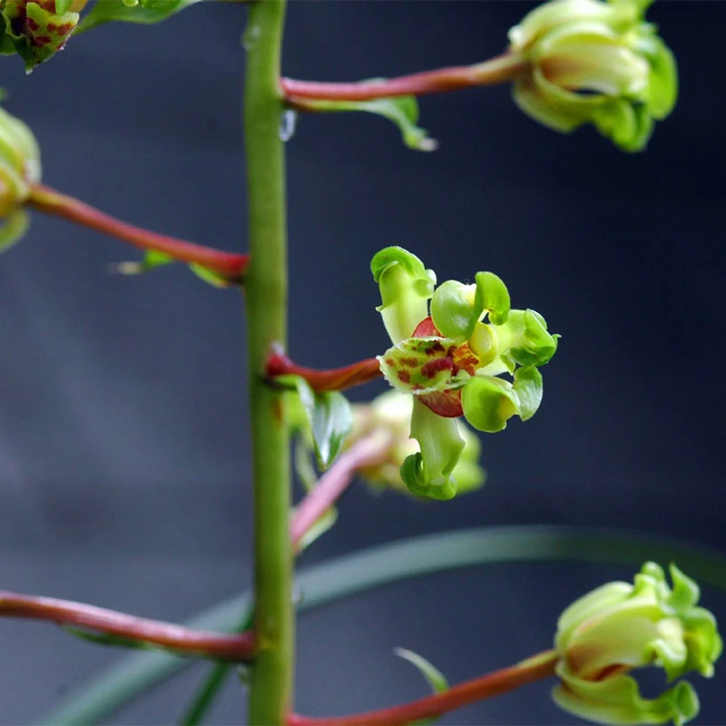 老种兰花苗蕙兰大白菜严州彩云冬带花苞出售浓香好养室内国兰花卉