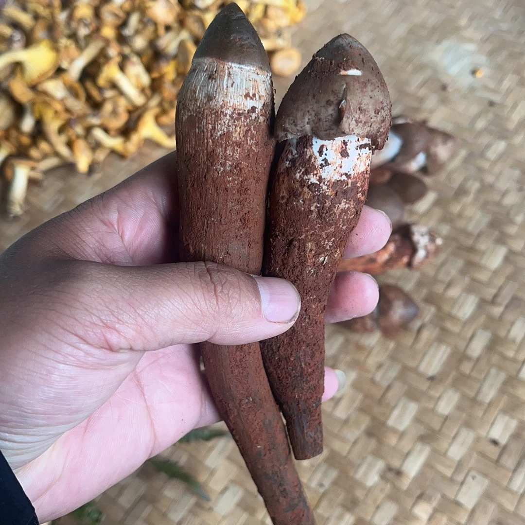 云南本地野生鸡纵菌500克顺丰空运包邮