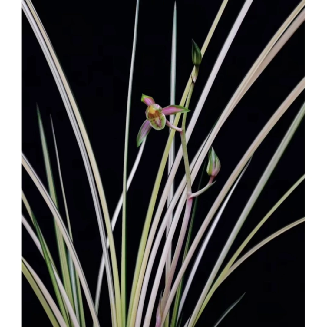 【彩凤】秋芝丝搞兰花名品 2苗 花开浓香 好养易活 对版