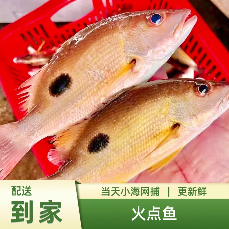 火点鱼/小海网捕垂钓新鲜海鱼/码头当天海鲜不冰冻/海口配送