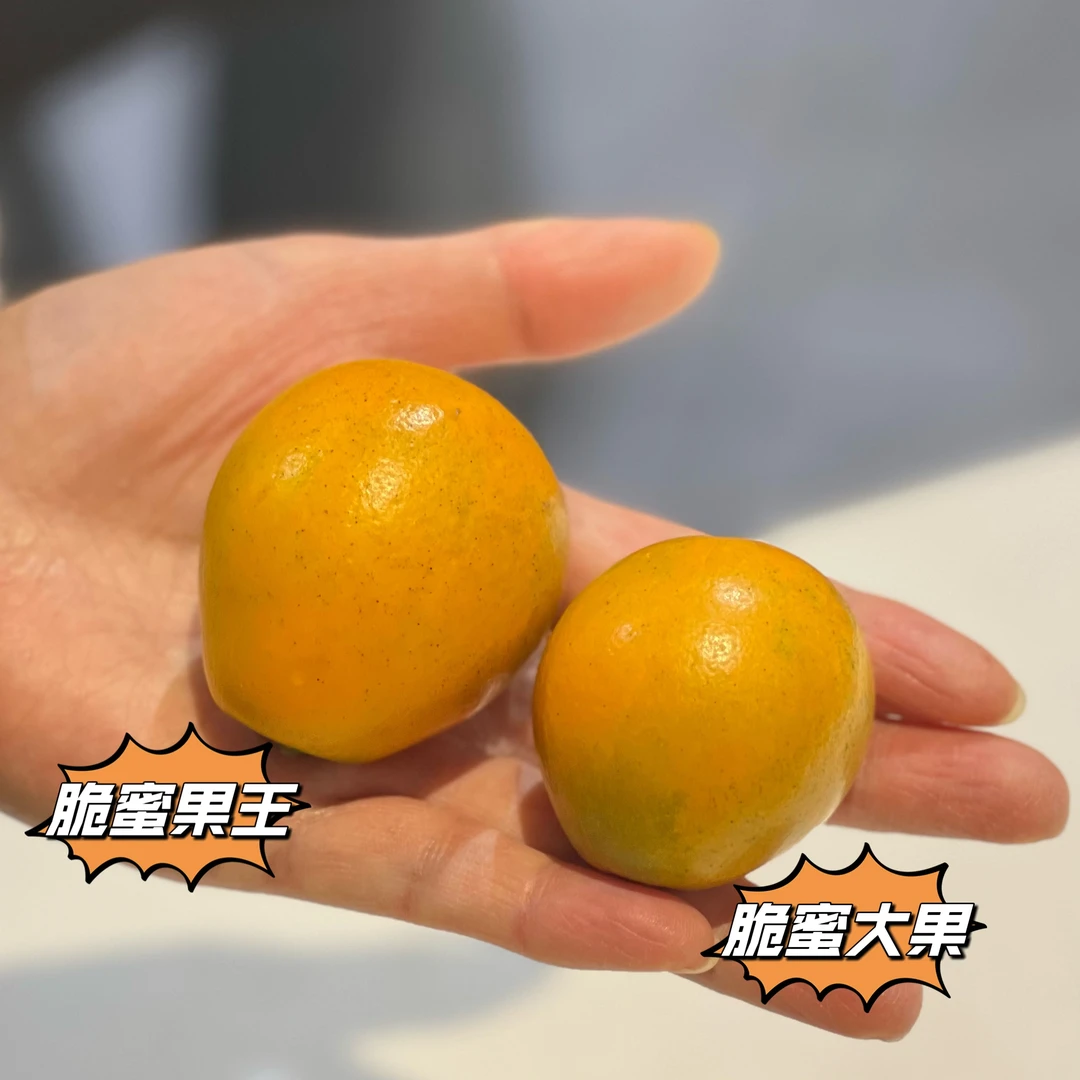 脆蜜金柑果王简装（500g）金桔云南省云南省七台河市