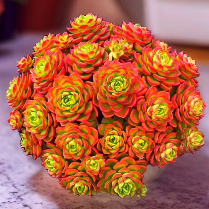 T【大盆火焰玫瑰】 耐冻耐寒 越晒越红 新手好养Kai运花云南发售后