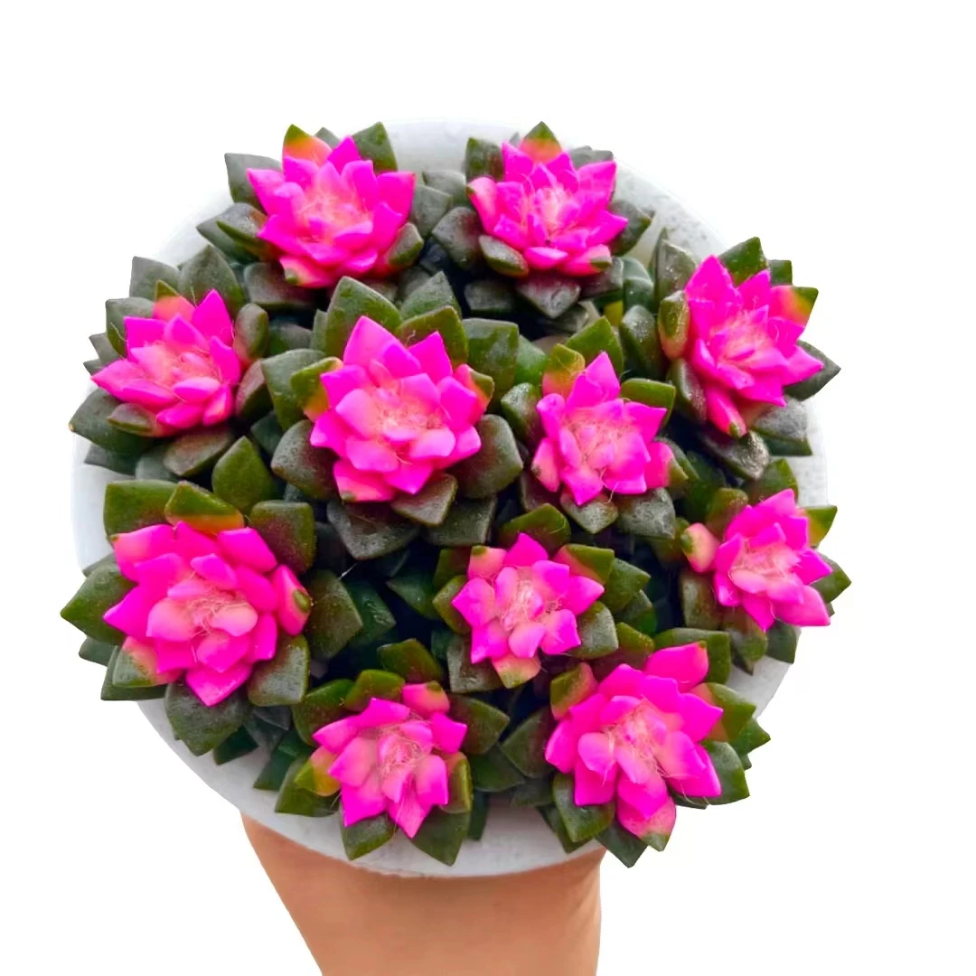 T【吹雪之松】8-10cm（拍一发三） 多肉小盆栽年宵纳福 云南种植发货