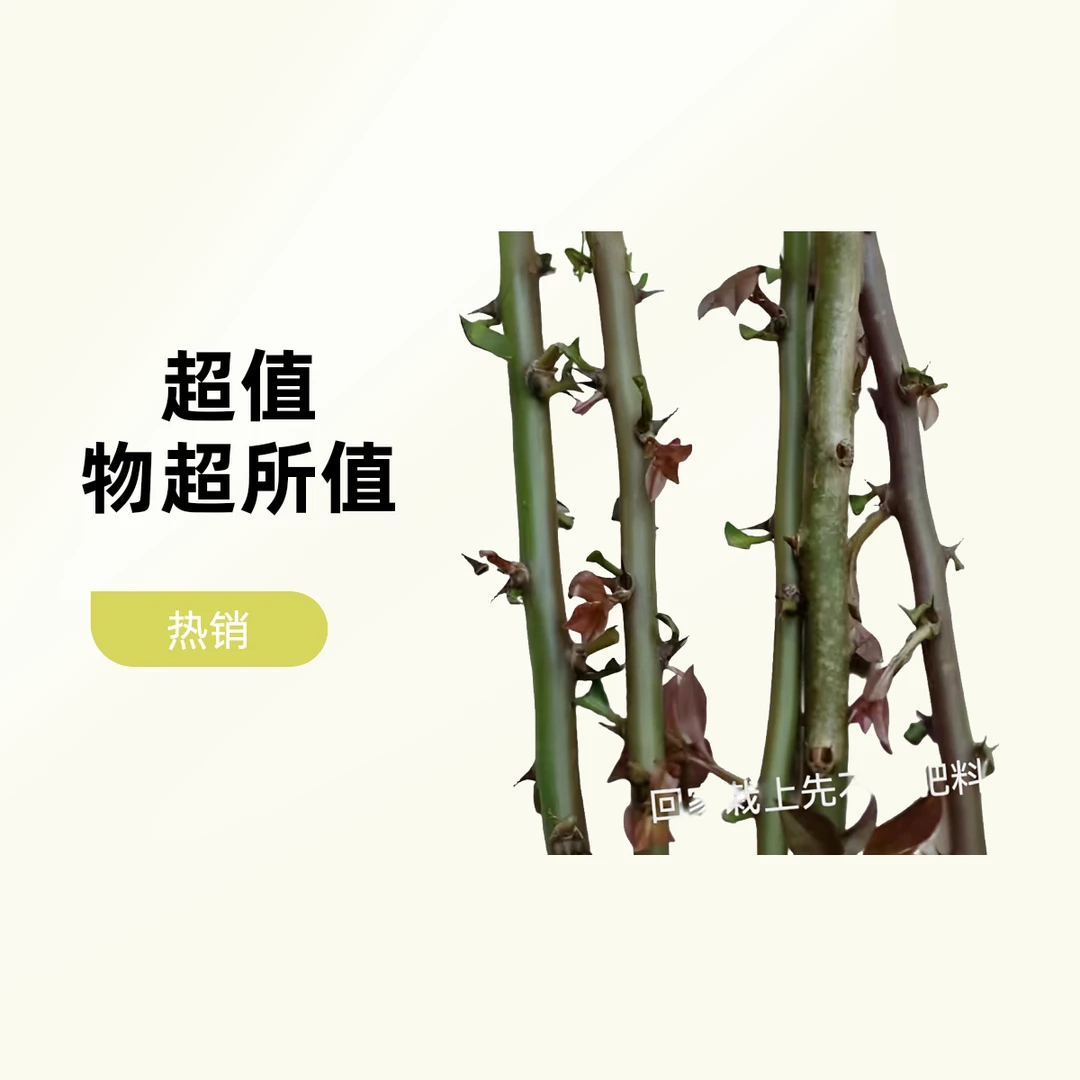 叶仙枝条30厘米高4-5毫米粗2棵成活后嫁接蟹爪兰九尾狐新疆不包邮