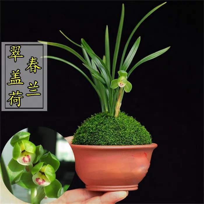 春兰老种【翠盖荷】又名文荷盖荷荷瓣浓香矮种兰花