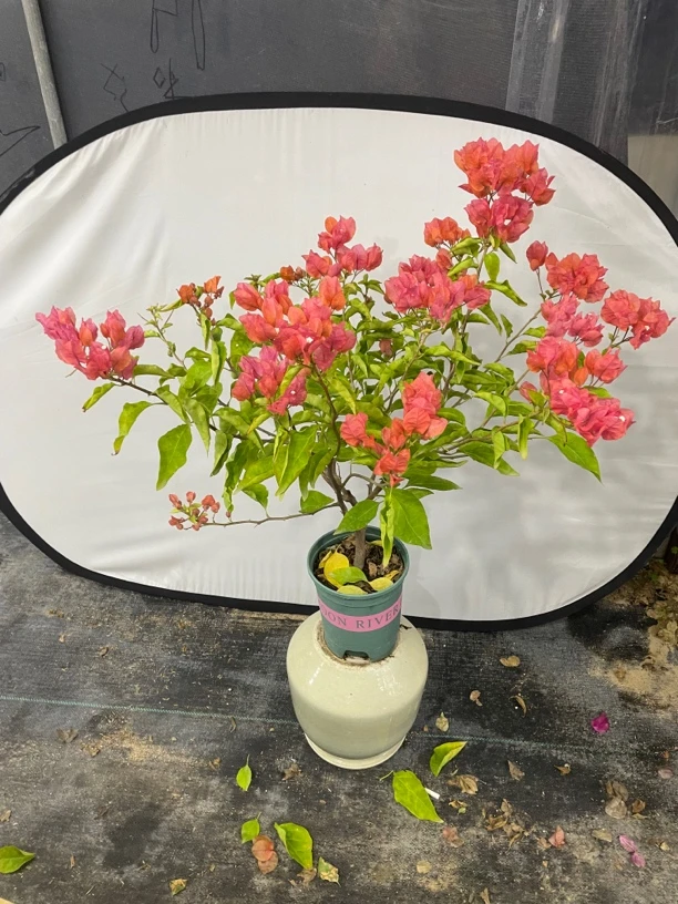 阿奴娜（三角梅）一物一拍