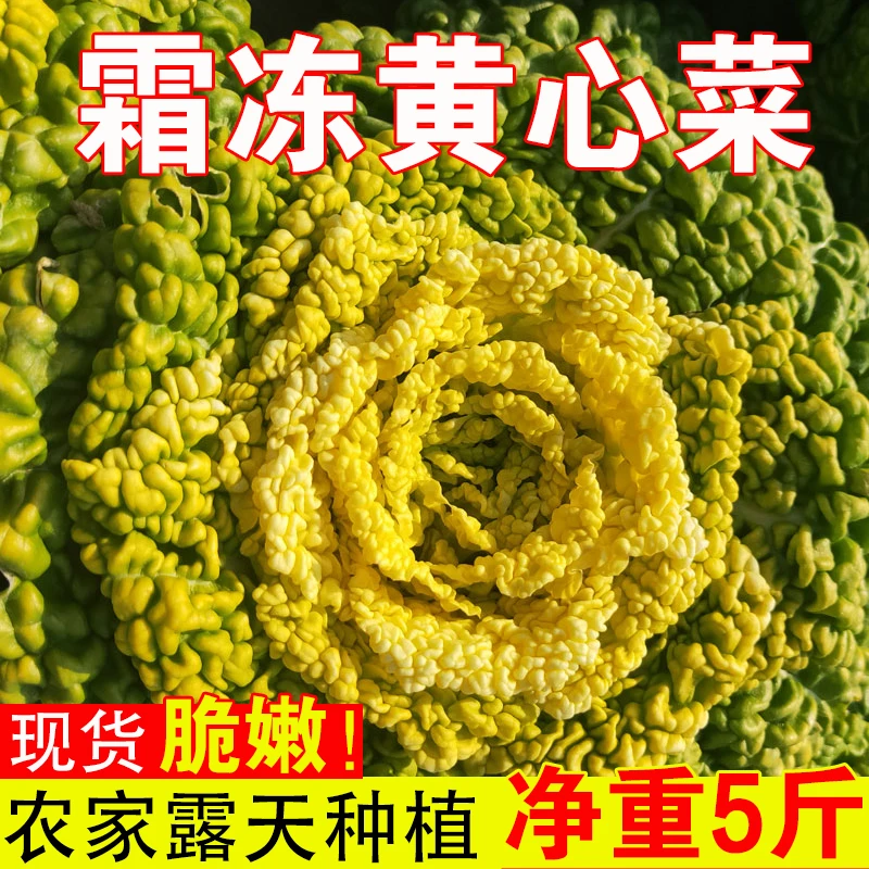 2024年现挖河南精品黄心菜新鲜蔬菜霜打黄心菜火锅食材乌塌菜