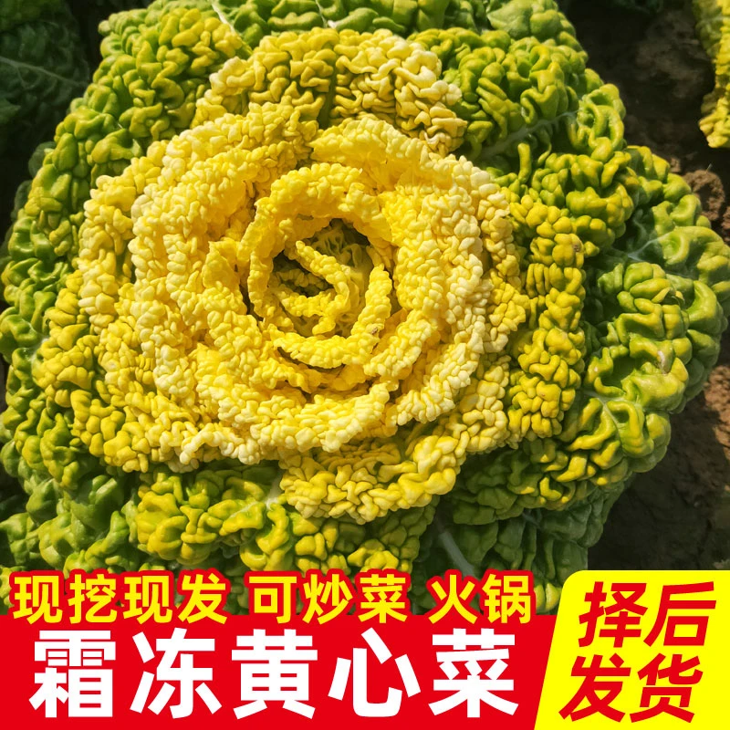 农家蔬菜露天霜冻黄心菜5斤新鲜现摘矮脚青菜本地乌塌菜黄心白菜