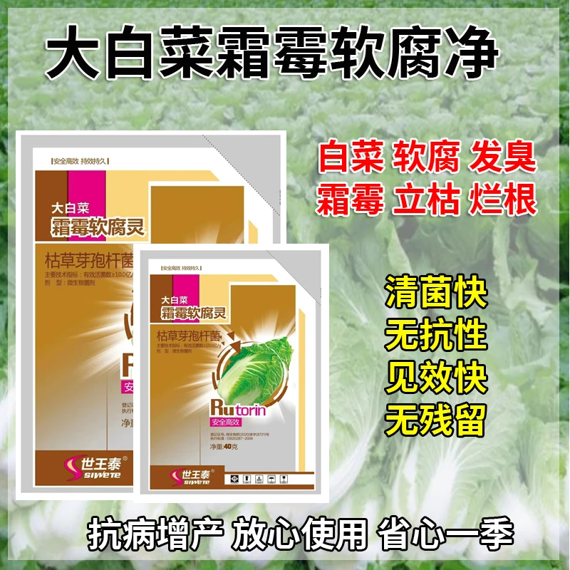 白菜软腐腐烂白菜专用大白菜甘蓝包心菜正品黄叶正品