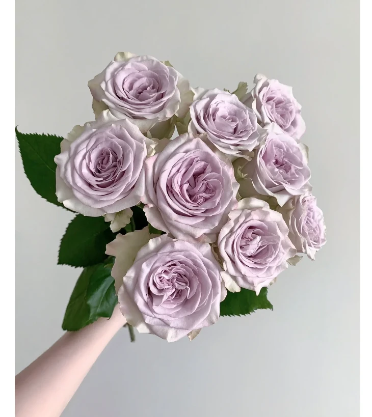 海洋之心玫瑰+醒花液