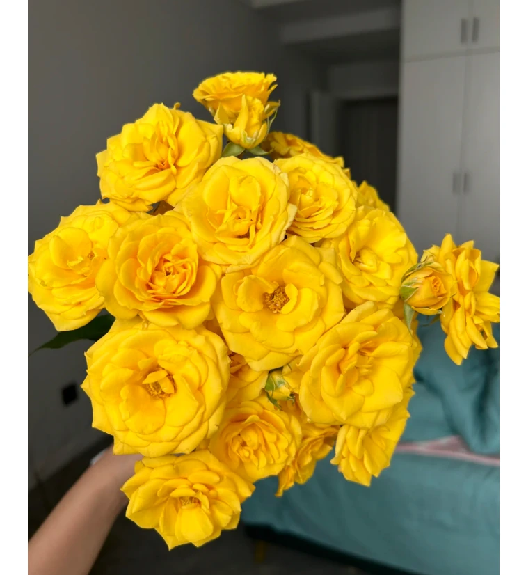 方德晴天多头玫瑰十枝+醒花液