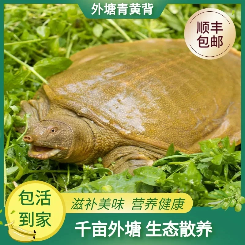 （2只装）单只三斤不到一点点生态放养外塘甲鱼 包邮包活到家lx