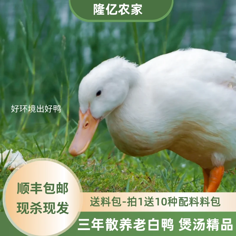 正宗3年老鸭子农家土鸭子散养生鲜鸭肉白鸭白条鸭谷鸭冷冻老鸭汤