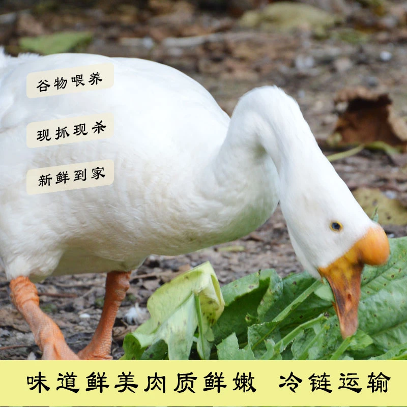 【鹅小妹】正宗两年老鹅农家散养大鹅卖大鹅土鹅新鲜现杀鹅肉