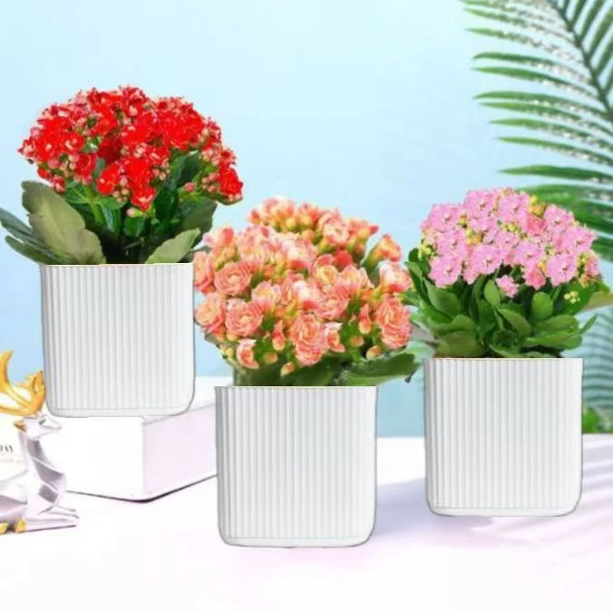 【长寿花+方形盆】带花苞发货重瓣长寿花阳台室内办公室花卉