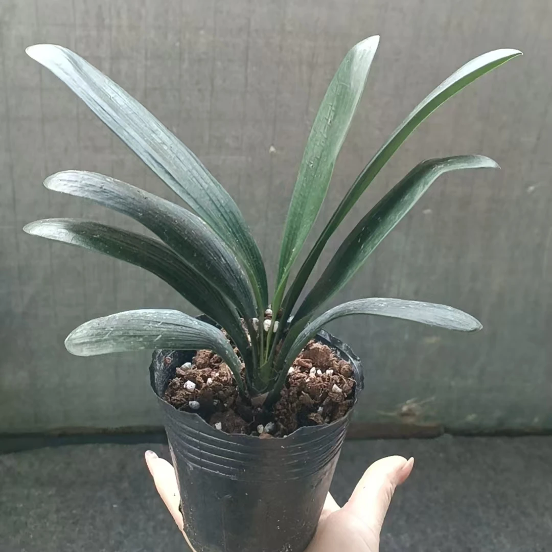 君子兰5-7叶子基地育苗盘发货