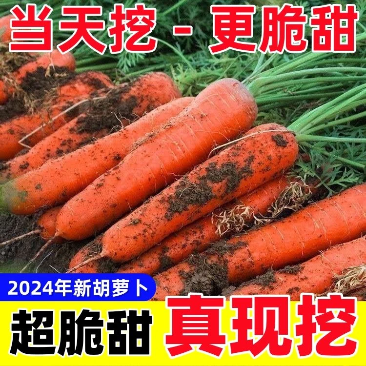 河南沙地新鲜胡萝卜带泥萝卜时令新鲜胡萝卜