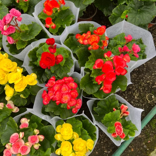 A级货 丽格海棠-130盆 老桩 重瓣带盆 好养易活