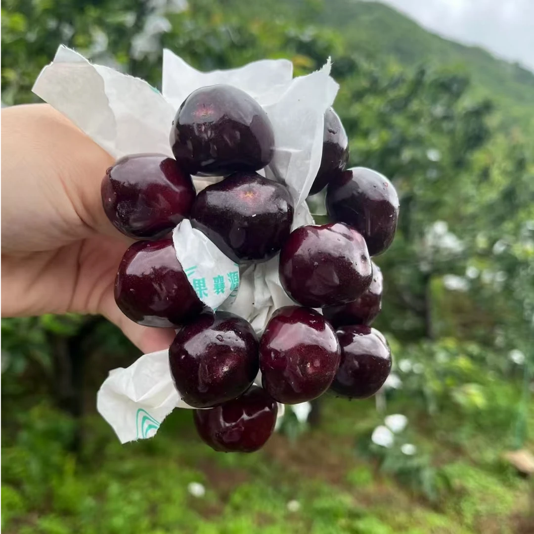 车厘子大樱桃树苗南北方种植嫁接苗汉源抗寒黑珍珠