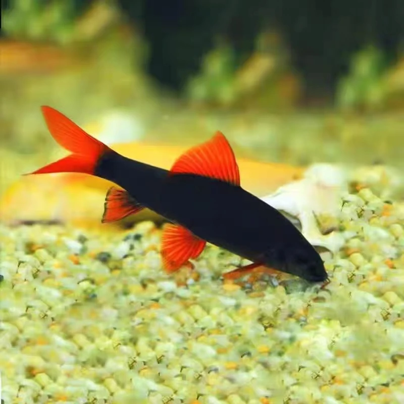 包邮彩鲨粉鲨小型鱼工具鱼清洁鱼热带淡水混养渔场批发直销