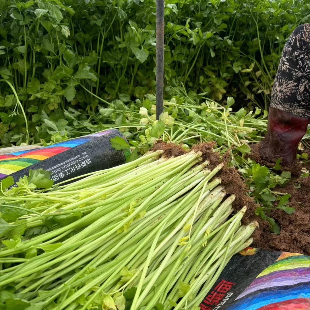 【中通顺丰】云南新鲜小香芹芹菜白芹现摘现发炒肉炒菜好吃小芹菜