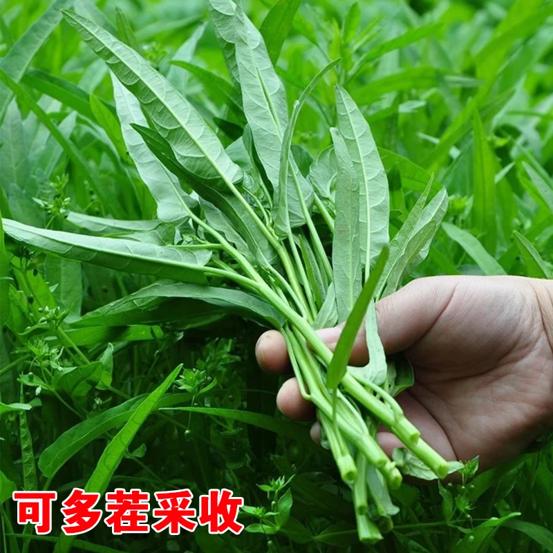 【满5元包邮】大叶空心菜种子圆叶四季菜苗菜籽蔬菜种籽农家盆栽