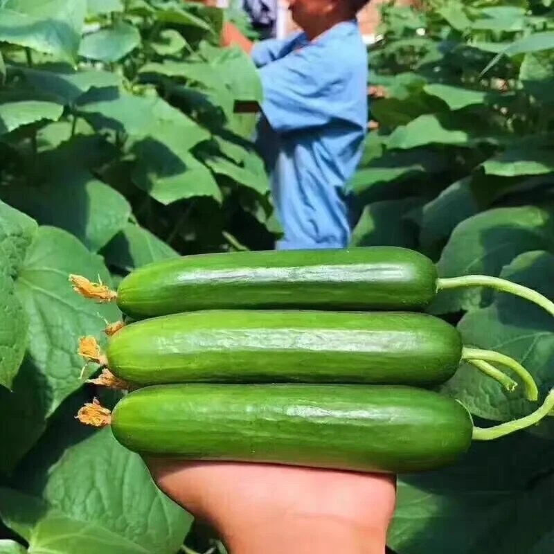 【满5元包邮】荷兰水果黄瓜种子全雌无刺黄瓜种籽四季阳台菜种子
