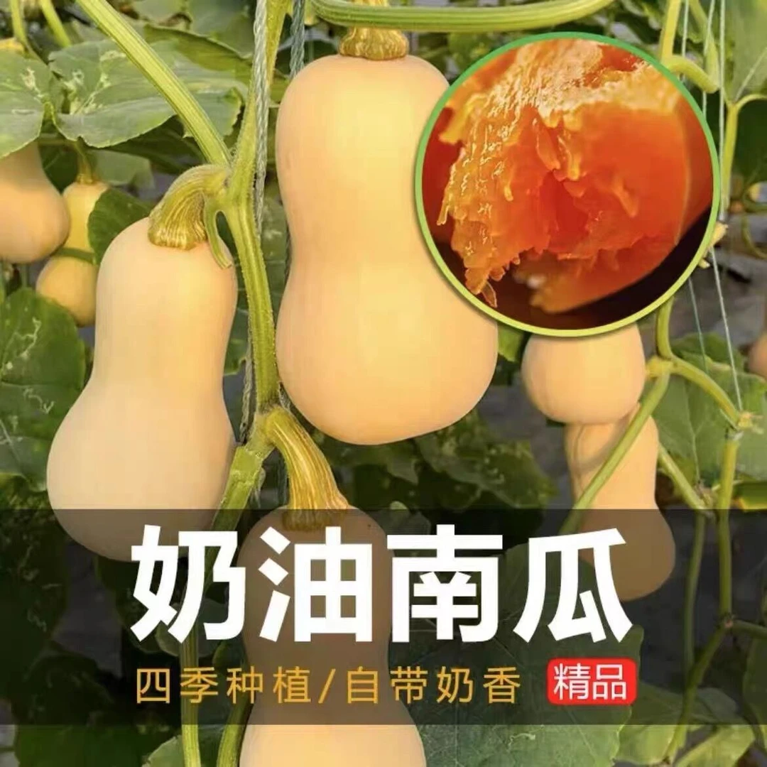 【满5元包邮】奶油南瓜种子四季可种盆栽家庭阳台小院高产甜糯易种