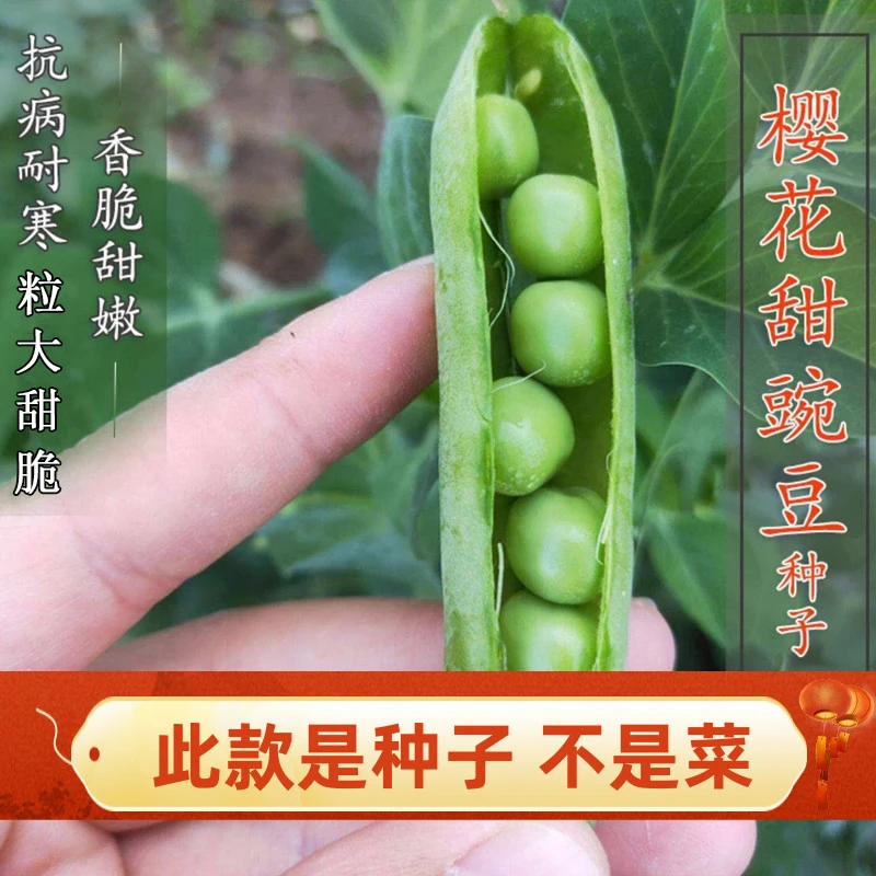 【满5元包邮】豌豆豆种甜豌豆种子四季豌豆蔬菜孑甜豌豆种籽盆栽