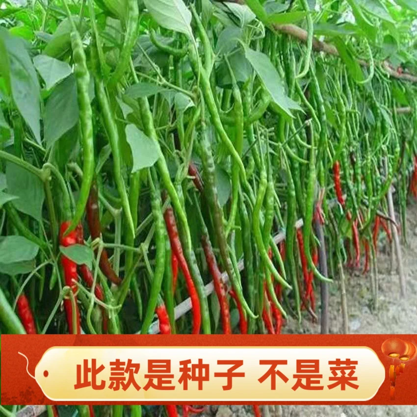 【满5元包邮】辣椒青杭椒尖椒种子阳台盆栽四季蔬菜种子高产易种植