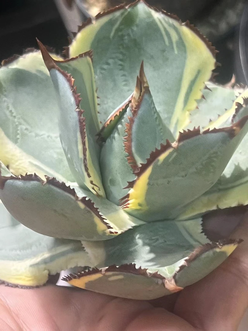 圆叶排刺甲蟹龙舌兰植物11cm上(新品种)