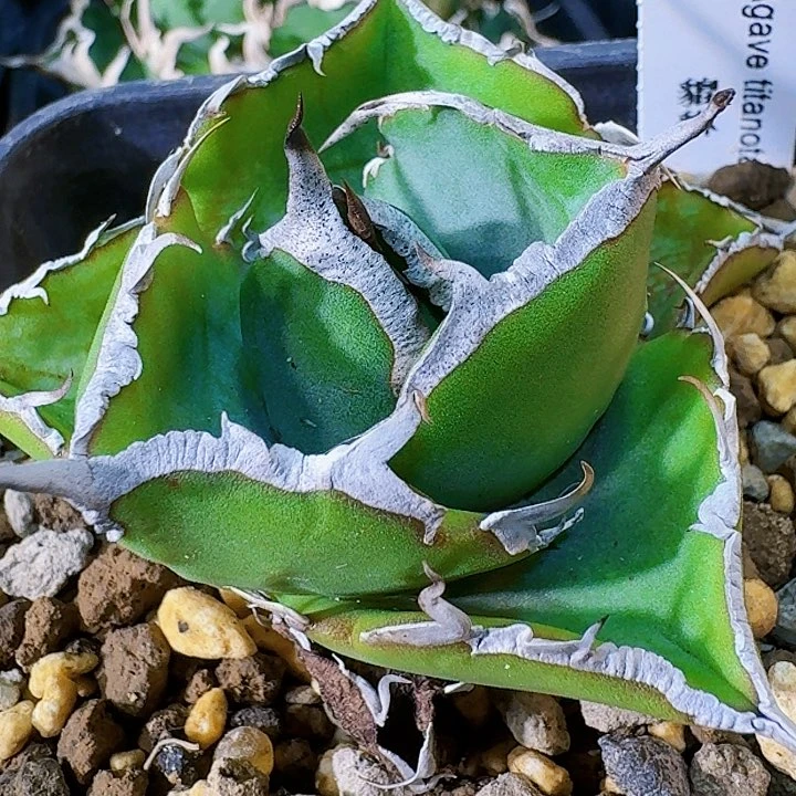 龙舌兰植物貔貅严龙