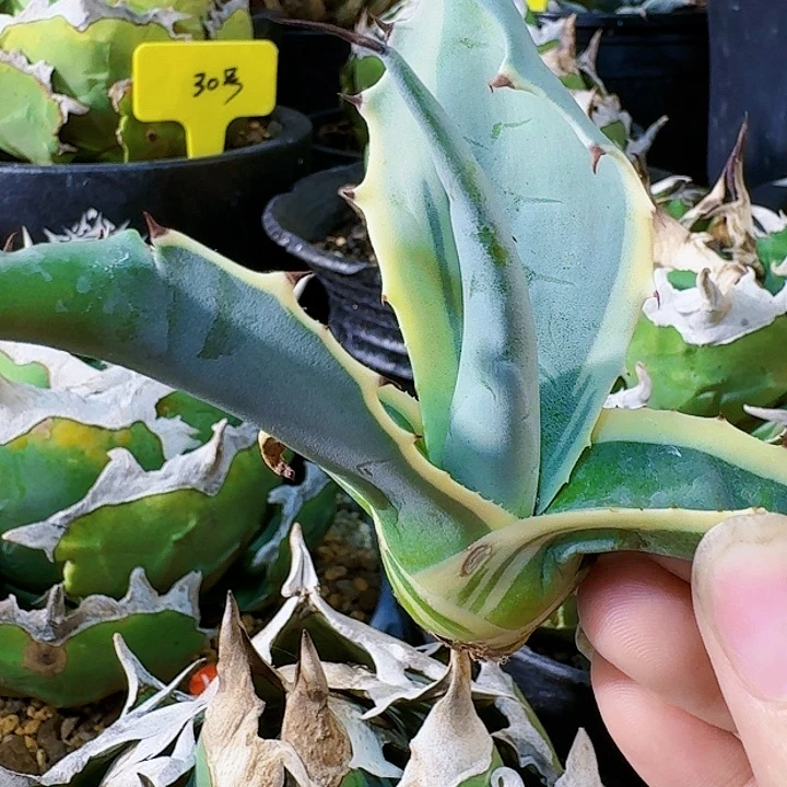 龙舌兰植物印象派