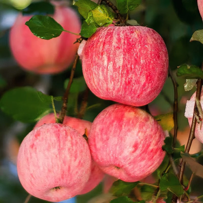 烟台条纹红富士一级果五斤装