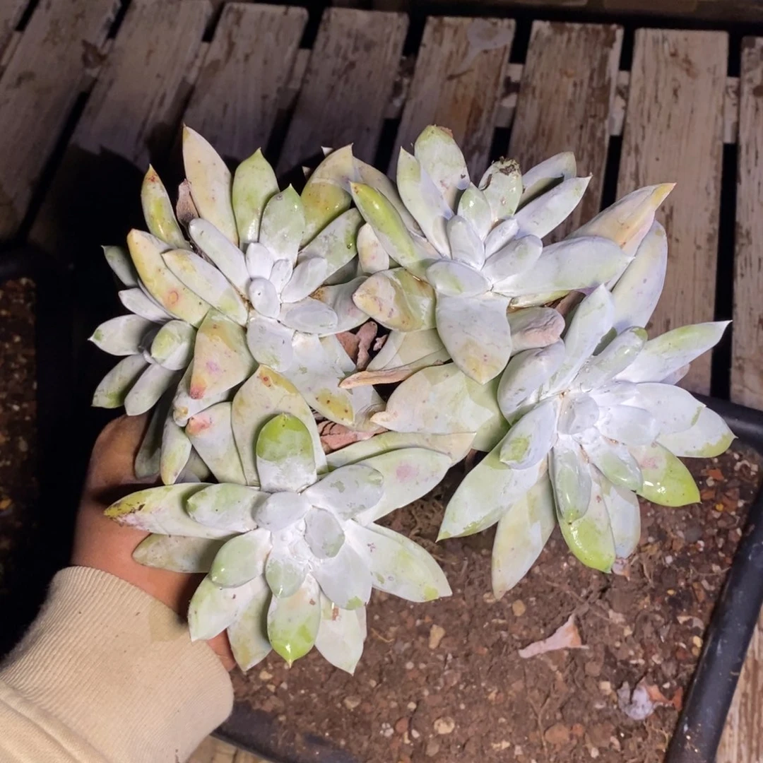 乐****哈30号拇指瑕疵不售后