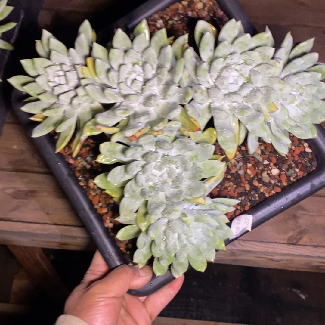 鱼*歌拇指杂福利清货啦