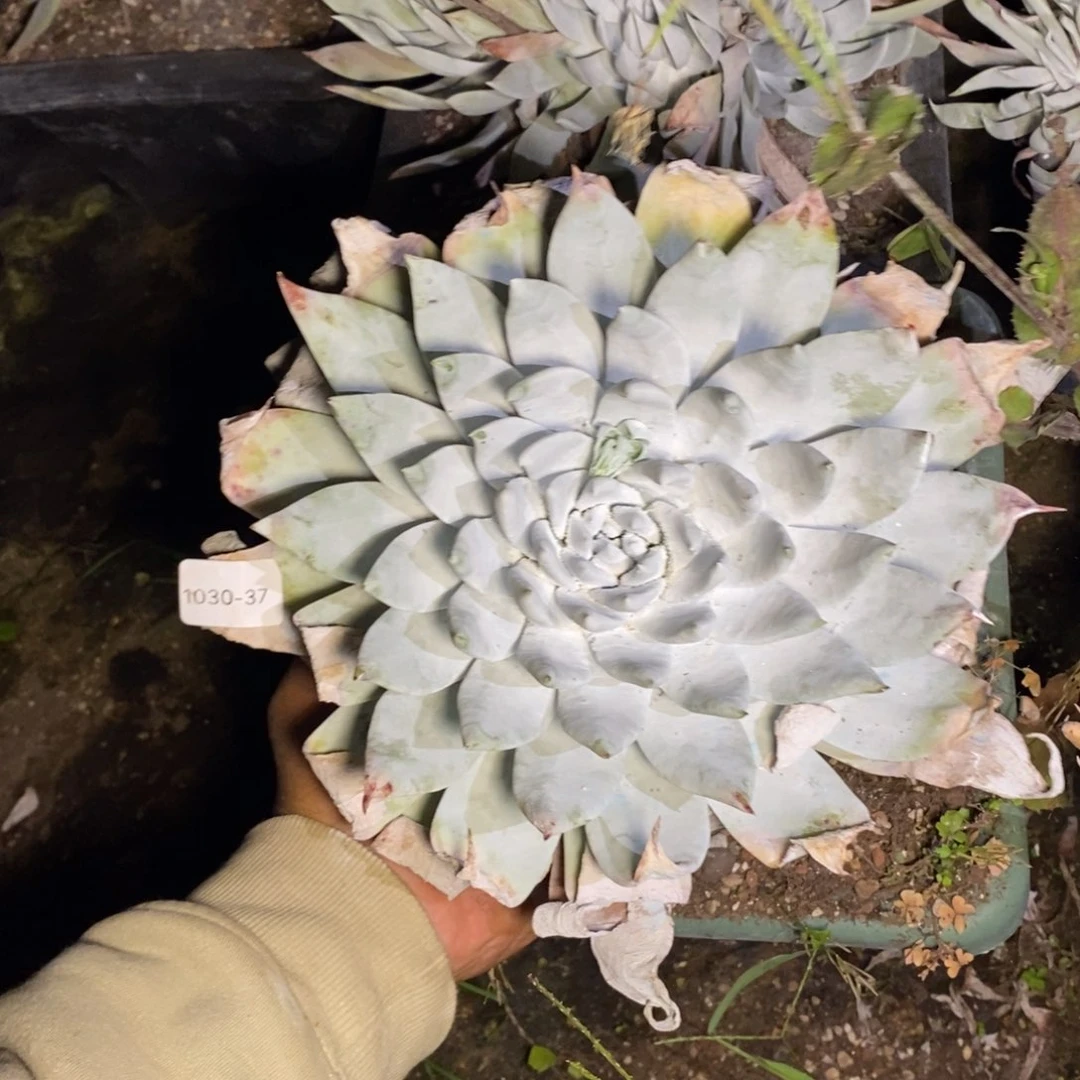 、*37号布瑞东尼粗腿福利