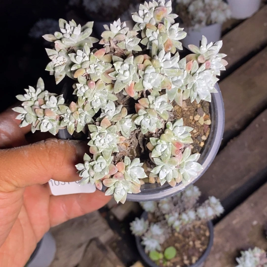 61号白菊瑕疵福利啦啦啦
