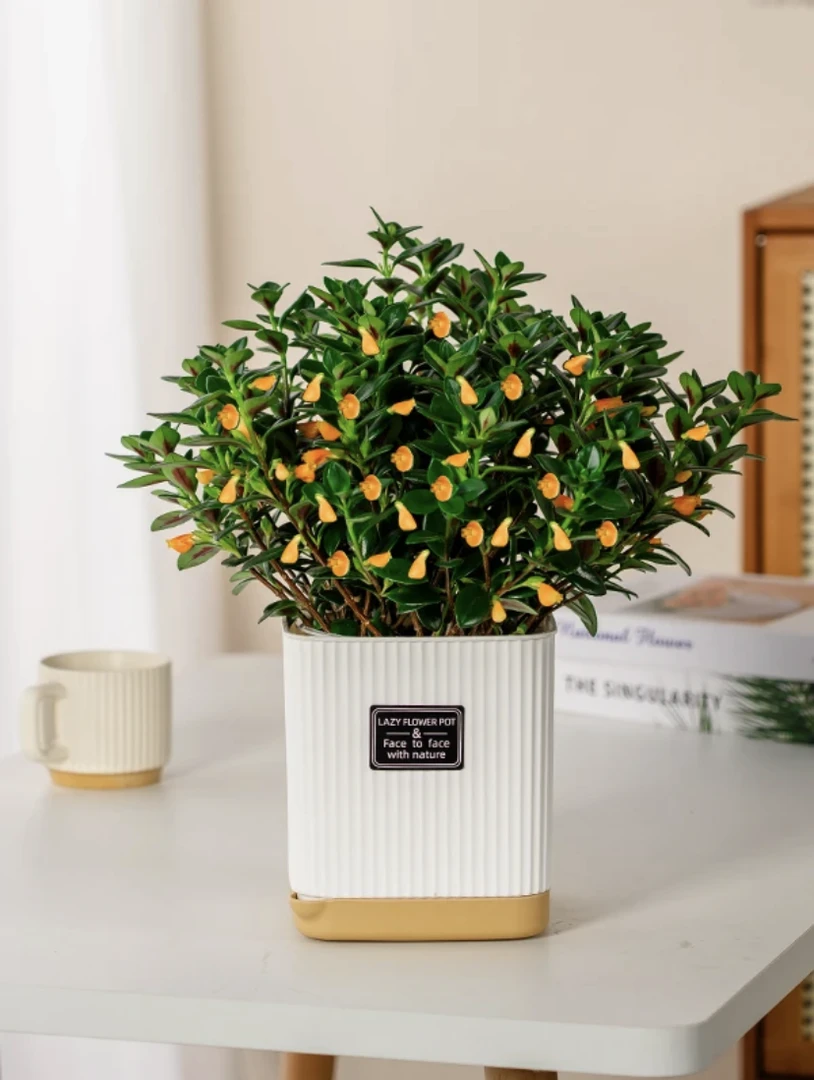 【金鱼花】吊兰盆栽室内花卉四季常青好养绿植阳台