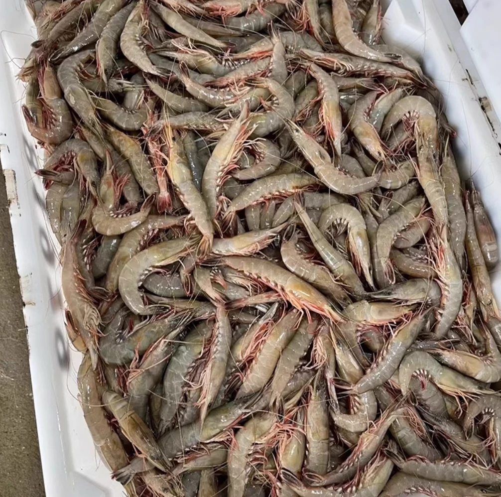 东海野生海捕滑皮虾小号深海青壳虾顺丰冷链包邮