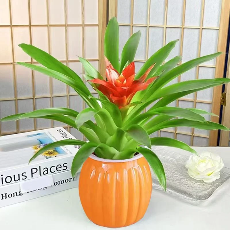 【小红星带花+橙色南瓜盆】四季种植室内客厅阳台摆放绿植