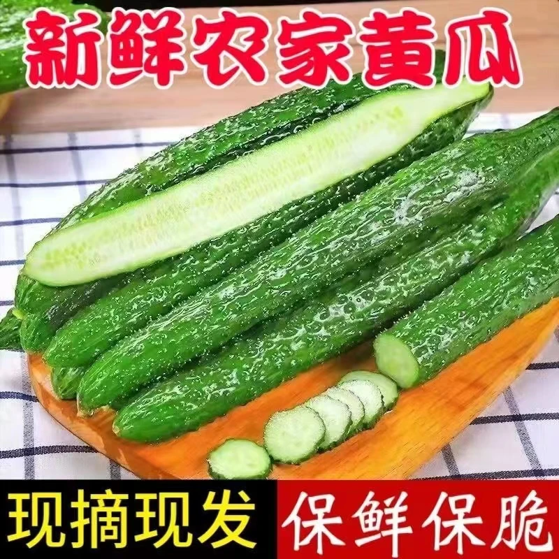 河南农家自种新鲜黄瓜生吃脆甜绿心青瓜5斤3斤包邮