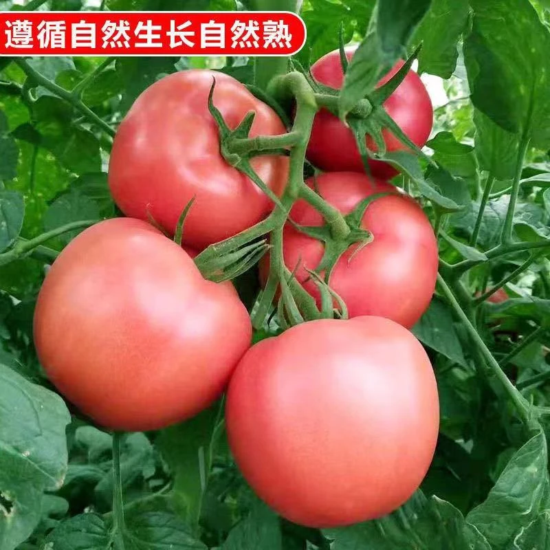 河南农家自种沙瓤番茄 西红柿 新鲜时令蔬菜农产品