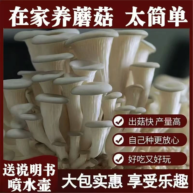 〖灰平菇包邮〗蘑菇菌包菌棒盆栽家庭种植好玩又好吃基地直销好养活