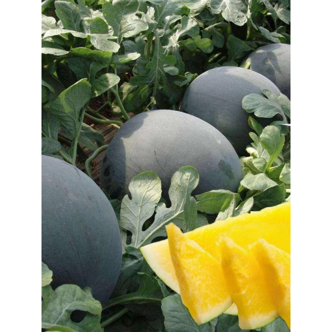 黑皮黄瓤无籽西瓜秧苗特大巨型懒汉西瓜种籽春季夏季四季水果种苗