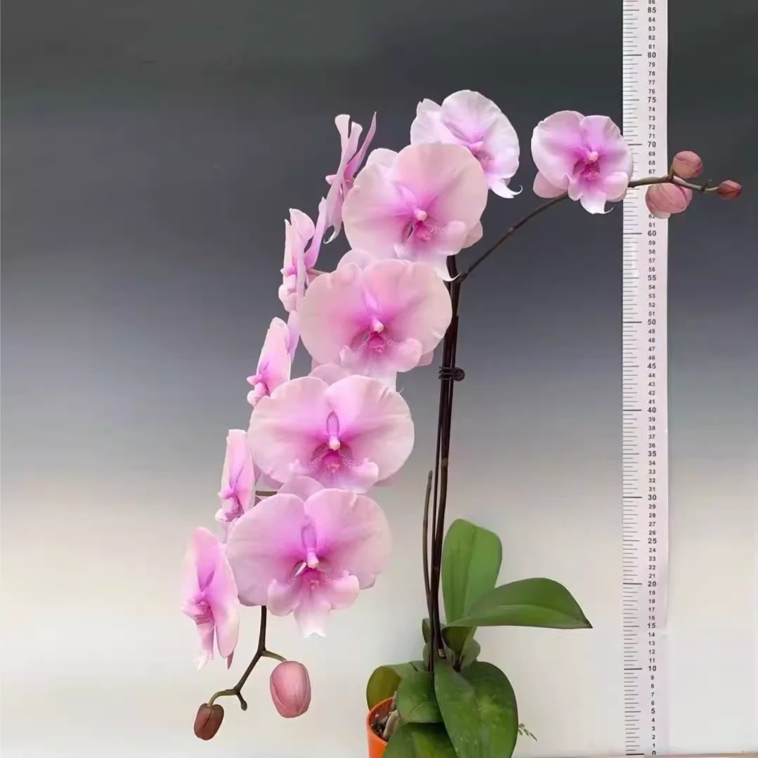 【微瑕】粉迷雾1花剑带花全开3.0